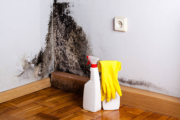 Brentwood, MO Mold Inspection, Removal & Remediation Company